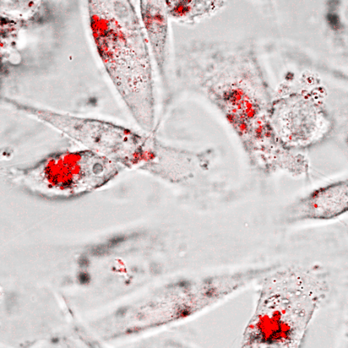 Scientists design nanoparticles that communicate with cancer cells